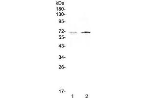Western blot testing of human 1) HeLa and 2) HepG2 cell lysate with CLPX antibody at 0. (CLPX antibody)