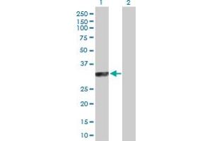 Western Blot analysis of SYCP3 expression in transfected 293T cell line by SYCP3 MaxPab polyclonal antibody.