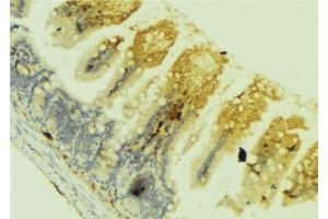 ABIN6278525 at 1/100 staining Mouse colon tissue by IHC-P. (SEMA3C antibody  (C-Term))