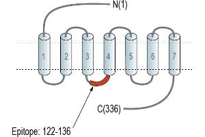anti-G Protein-Coupled Receptor 160 (GPR160) (AA 122-136), (Intracellular), (Loop 2) antibody