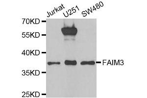 Western blot analysis of extracts of various cell lines, using FAIM3 antibody. (FAIM3 antibody  (AA 18-251))