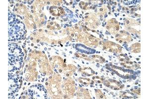 PRMT5 antibody was used for immunohistochemistry at a concentration of 4-8 ug/ml to stain Epithelial cells of renal tubule (arrows) in Human Kidney.