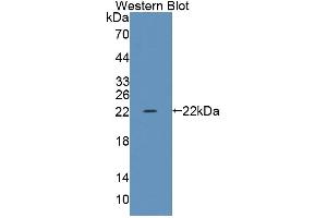 TRERF1 antibody  (AA 785-942)