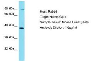 Image no. 1 for anti-G Protein-Coupled Receptor 4 (GPR4) (AA 201-250) antibody (ABIN6750507) (GPR4 antibody  (AA 201-250))