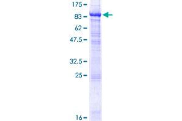 NETO1 Protein (AA 1-533) (GST tag)