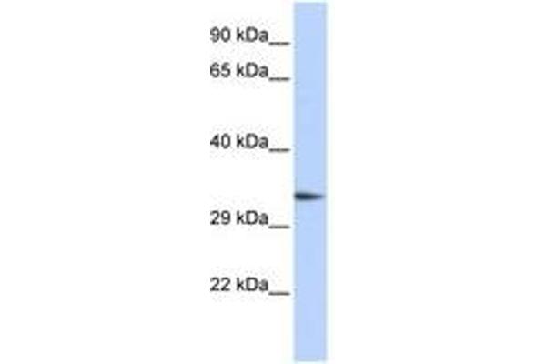 PACRG antibody  (AA 216-265)