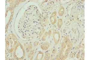 Immunohistochemistry of paraffin-embedded human kidney tissue using ABIN7151925 at dilution of 1:100 (EMP1 antibody  (AA 22-66))