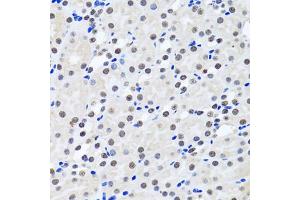 Immunohistochemistry of paraffin-embedded rat kidney using BIRC7 antibody. (BIRC7 antibody)