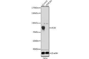 POR antibody