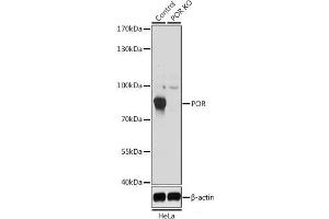 Western blot analysis of extracts from normal (control) and POR knockout (KO) HeLa cells using POR Polyclonal Antibody at dilution of 1:1000. (POR antibody)
