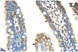 Immunohistochemical staining (Formalin-fixed paraffin-embedded sections) of human intestine with ALDH4A1 polyclonal antibody  at 4-8 ug/mL working concentration. (ALDH4A1 antibody  (N-Term))