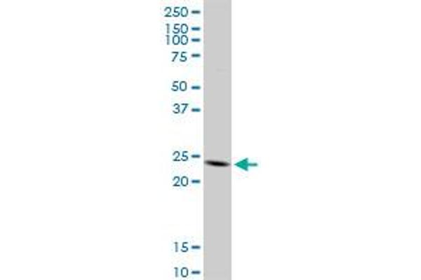 TNFSF18 antibody  (AA 1-177)