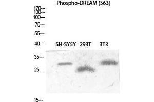 Western Blot (WB) analysis of SH-SY5Y 293T 3T3 lysis using Phospho-DREAM (S63) antibody. (DREAM (pSer63) antibody)
