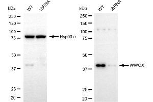 Western blotting analysis using WWOX antibody (ABIN7800871).