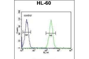 Flow cytometric analysis of HL-60 cells (right histogram) compared to a negative control cell (left histogram). (BCORL1 antibody  (N-Term))