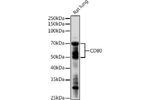 Western blot analysis of extracts of Rat lung, using CD80 antibody (ABIN7266220) at 1:1000 dilution. (CD80 antibody  (AA 1-100))