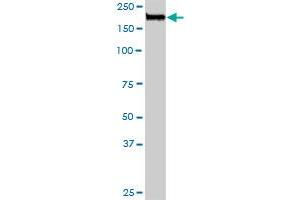 NUMA1 MaxPab rabbit polyclonal antibody.