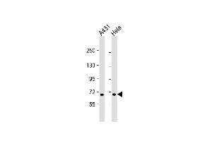 All lanes : Anti-CCD Antibody (N-term) at 1:1000 dilution Lane 1: A431 whole cell lysate Lane 2: Hela whole cell lysate Lysates/proteins at 20 μg per lane. (CCDC120 antibody  (N-Term))