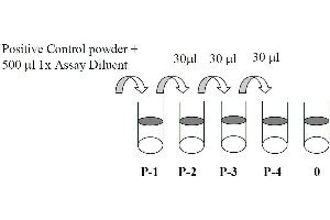 This picture shows the preparation of the positive control. (MEK1 ELISA Kit)