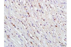 Paraformaldehyde-fixed, paraffin embedded rat heart, Antigen retrieval by boiling in sodium citrate buffer (pH6. (TAZ antibody  (AA 1-100))