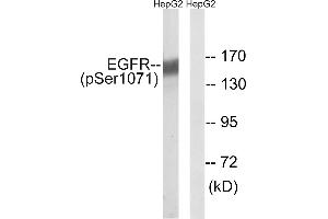 Western blot analysis of extracts from HepG2 cells, treated with serum (20%, 15mins), using EGFR (Phospho-Ser1071) antibody. (EGFR antibody  (pSer1071))
