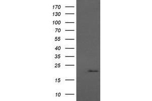 Image no. 1 for anti-Anaphase Promoting Complex Subunit 11 (ANAPC11) antibody (ABIN1496633)