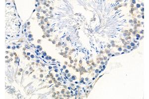 ABIN6261180 and ABIN6278834 at 1/100 staining Rat testis tissue by IHC-P. (COX1 antibody  (C-Term))