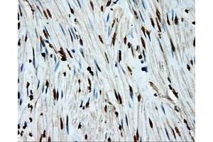 Image no. 4 for anti-Amyloid beta (A4) Precursor Protein (APP) antibody (ABIN1496877) (APP antibody)