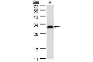 AP19035PU-N Ran BP1 antibody staining of HeLaS3 (A) whole cell lysate (30 µg) at 1/1000 dilution, 12% SDS PAGE. (RANBP1 antibody  (N-Term))
