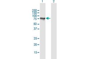 Western Blot analysis of SNCAIP expression in transfected 293T cell line by SNCAIP MaxPab polyclonal antibody. (SNCAIP antibody  (AA 1-603))