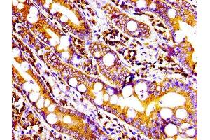Immunohistochemistry (IHC) image for anti-CD9 (CD9) antibody (ABIN7127286)