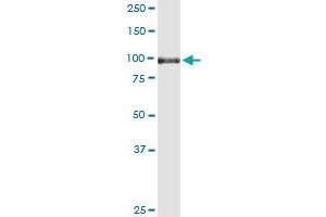 Sortilin 1 antibody  (AA 203-299)