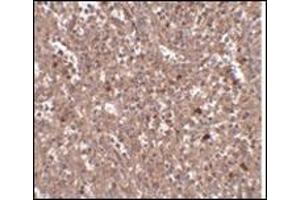 Immunohistochemistry of PIG-Y in human spleen tissue with this product at 2. (PIGY antibody  (Center))