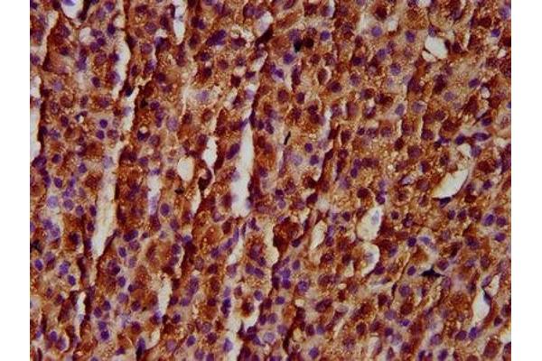 RASSF3 antibody  (AA 2-109)