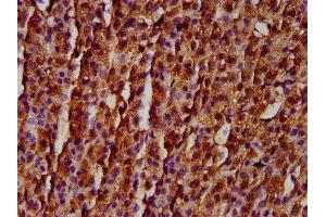 IHC image of ABIN7167130 diluted at 1:300 and staining in paraffin-embedded human adrenal gland tissue performed on a Leica BondTM system. (RASSF3 antibody  (AA 2-109))