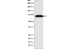 Western blot analysis of Themis expression in Jurkat cell lysate.