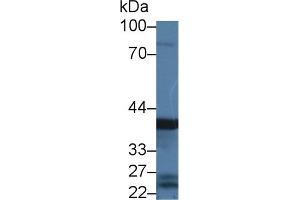 Western blot analysis of Rat Stomach lysate, using Mouse PGC Antibody (3 µg/ml) and HRP-conjugated Goat Anti-Rabbit antibody (