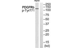 Western Blotting (WB) image for anti-Platelet Derived Growth Factor Receptor beta (PDGFRB) (pTyr771) antibody (ABIN1847640) (PDGFRB antibody  (pTyr771))