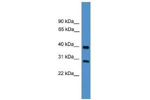 TIMP2 antibody used at 0. (TIMP2 antibody  (Middle Region))