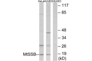 Western Blotting (WB) image for anti-Single-Stranded DNA Binding Protein 1 (SSBP1) (C-Term) antibody (ABIN1849545) (SSBP1 antibody  (C-Term))