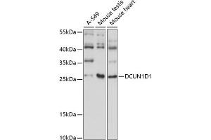 Western blot analysis of extracts of various cell lines, using DCUN1D1 antibody (ABIN7266719) at 1:1000 dilution.