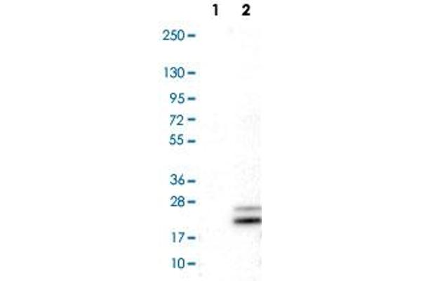 RNASE7 antibody
