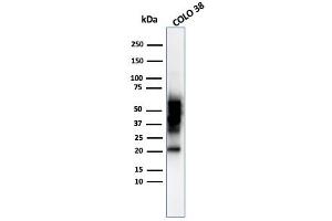 Western blot analysis of COLO-38 cell lysate using SOX10 Mouse Monoclonal Antibody (SOX10/992). (SOX10 antibody  (AA 115-269))