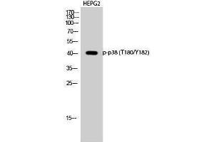 Western Blotting (WB) image for anti-Mitogen-Activated Protein Kinase 14 (MAPK14) (pThr180), (pTyr182) antibody (ABIN3182235) (MAPK14 antibody  (pThr180, pTyr182))