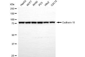 anti-M-Cadherin (CDH15) antibody