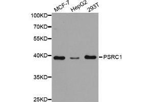 Western Blotting (WB) image for anti-proline/serine-Rich Coiled-Coil 1 (PSRC1) antibody (ABIN1876672) (PSRC1 antibody)