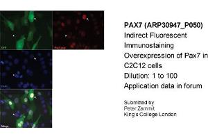 Immunofluorescence -- Sample Type: Overexpression of Pax7 in C2C12 cellsDilution: 1:100 (PAX7 antibody  (Middle Region))