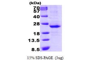 SDS-PAGE (SDS) image for Lin-28 Homolog A (C. Elegans) (LIN28A) (AA 42-209) protein (His tag) (ABIN667750) (LIN28A Protein (AA 42-209) (His tag))