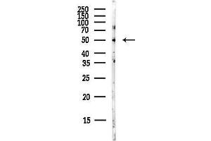 Western blot analysis of lysates from Mouse lung, using TXNIP Antibody at 1/1000 dilution.