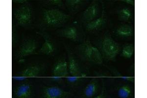 Immunofluorescence analysis of U-2 OS cells using COPG2 Polyclonal Antibody at dilution of 1:100 (40x lens). (COPG2 antibody)